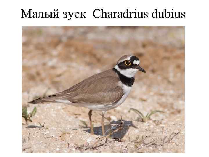 Малый зуек Charadrius dubius 