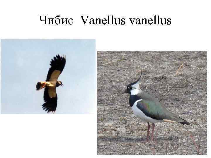 Чибис Vanellus vanellus 