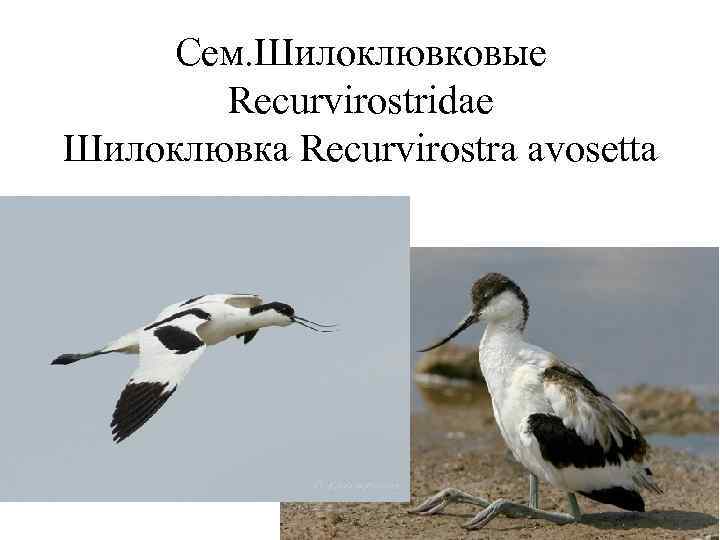  Сем. Шилоклювковые   Recurvirostridae Шилоклювка Recurvirostra avosetta 