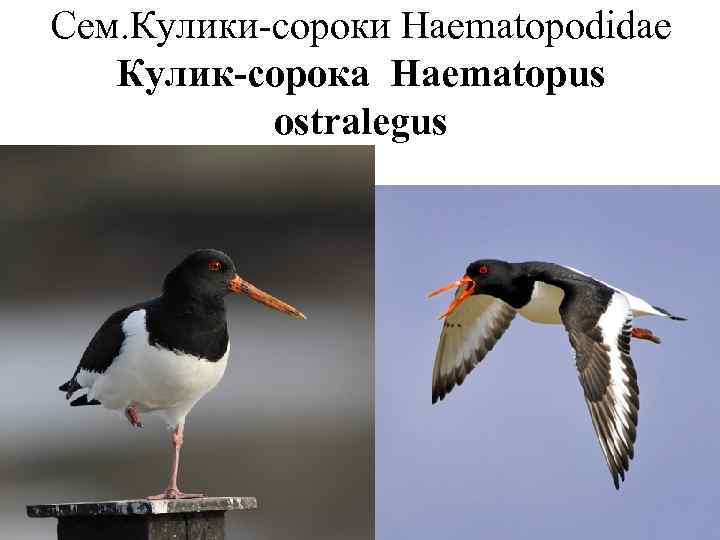 Сем. Кулики-сороки Haematopodidae  Кулик-сорока Haematopus  ostralegus 