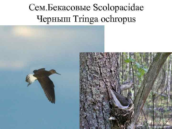 Сем. Бекасовые Scolopacidae Черныш Tringa ochropus 