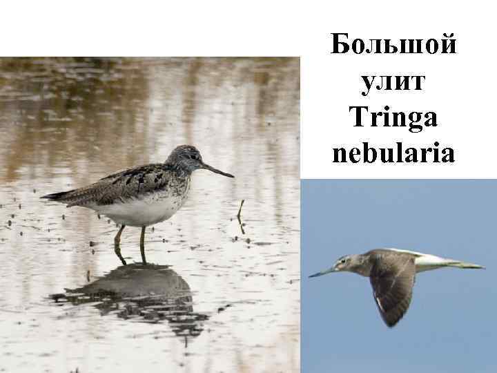 Большой  улит Tringa nebularia 