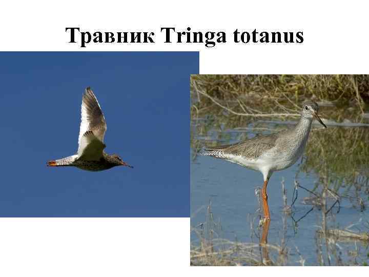 Травник Tringa totanus 