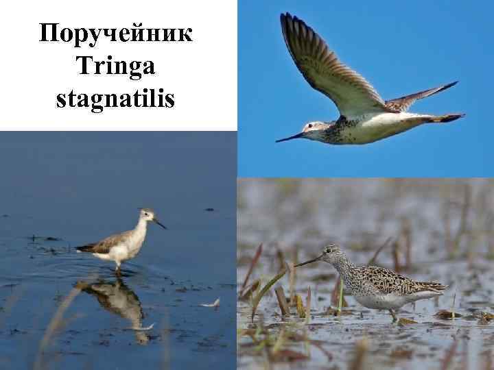Поручейник  Tringa stagnatilis 