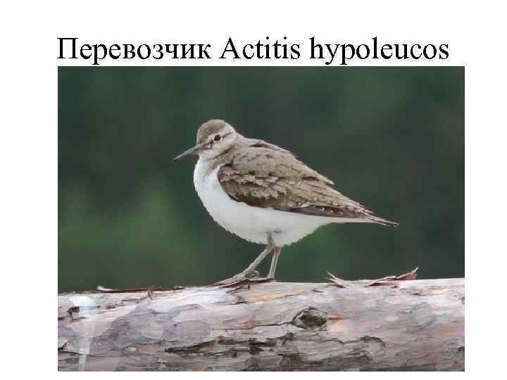 Перевозчик Actitis hypoleucos 