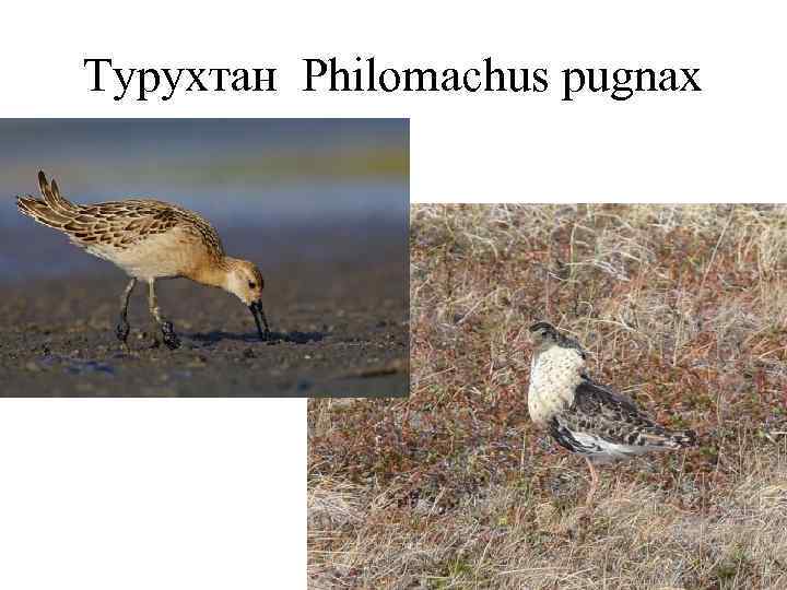 Турухтан Philomachus pugnax 