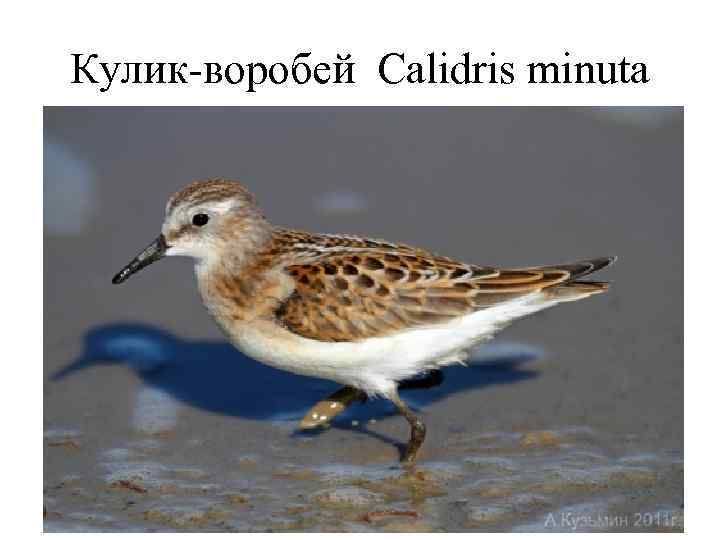 Кулик-воробей Calidris minuta 