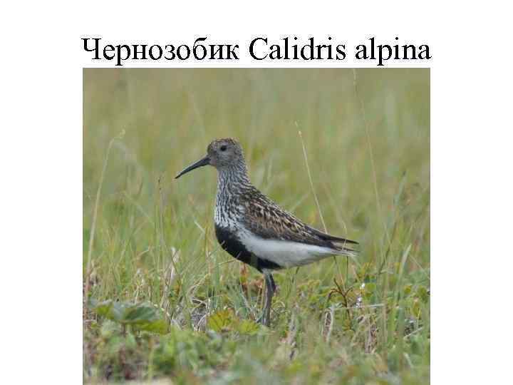 Чернозобик Calidris alpina 