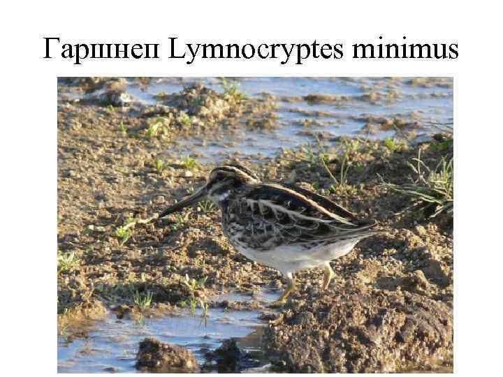 Гаршнеп Lymnocryptes minimus 