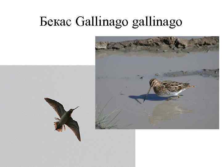 Бекас Gallinago gallinago 