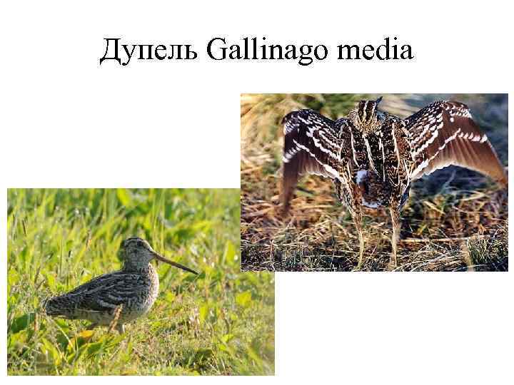 Дупель Gallinago media 