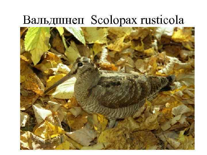 Вальдшнеп Scolopax rusticola 