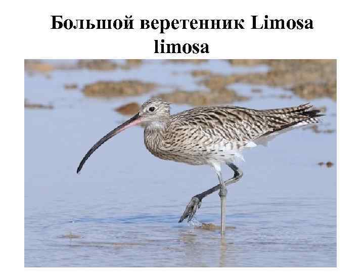 Большой веретенник Limosa   limosa 