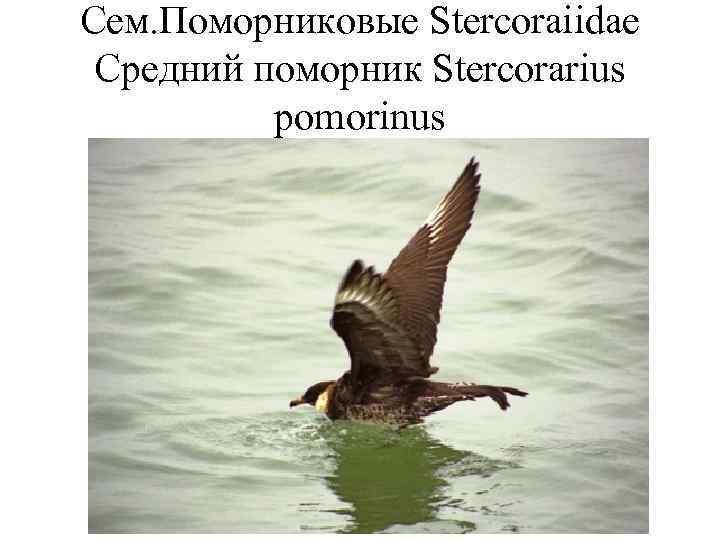 Сем. Поморниковые Stercoraiidae Средний поморник Stercorarius  pomorinus 