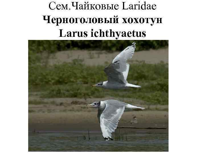  Сем. Чайковые Laridae Черноголовый хохотун  Larus ichthyaetus 