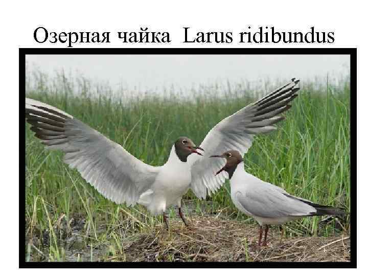 Озерная чайка Larus ridibundus 