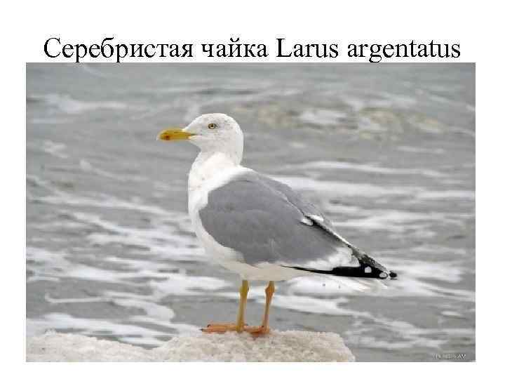 Серебристая чайка Larus argentatus 