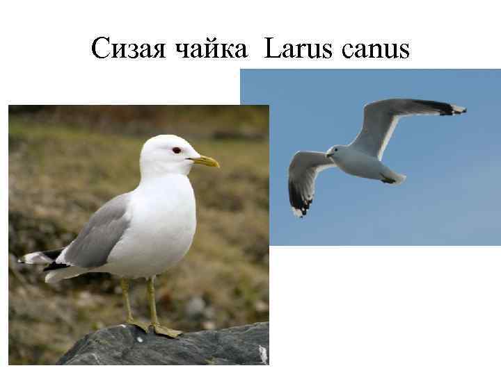 Сизая чайка Larus canus 