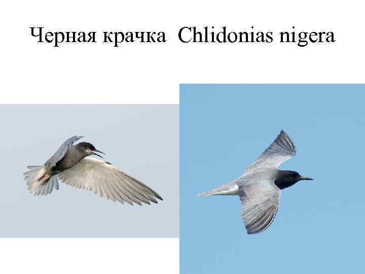 Черная крачка Chlidonias nigera 