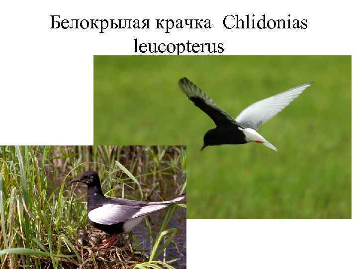 Белокрылая крачка Chlidonias   leucopterus 