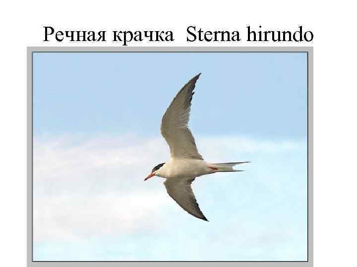 Речная крачка Sterna hirundo 