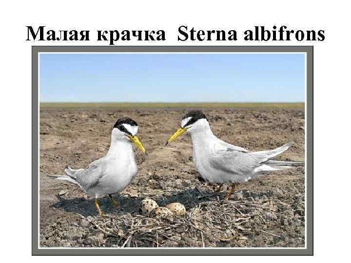 Малая крачка Sterna albifrons 