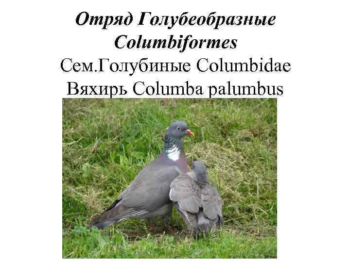  Отряд Голубеобразные Columbiformes Сем. Голубиные Columbidae Вяхирь Columba palumbus 