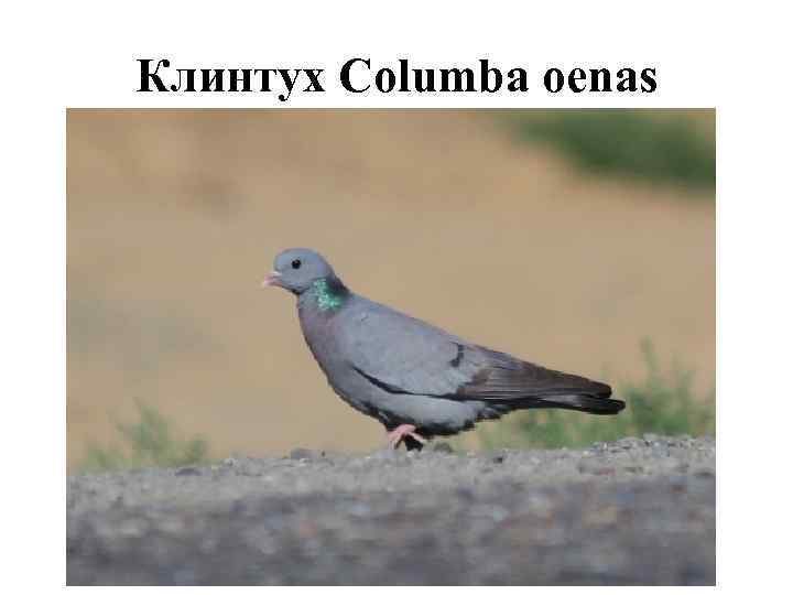 Клинтух Columba oenas 