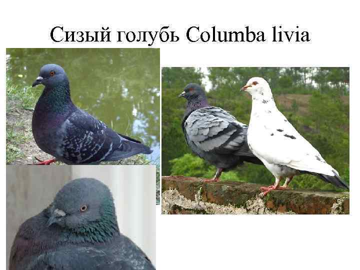 Сизый голубь Columba livia 