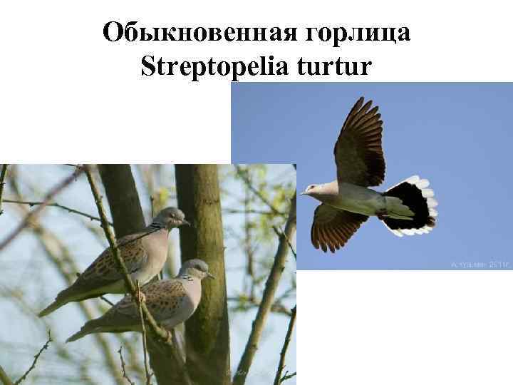 Обыкновенная горлица  Streptopelia turtur 