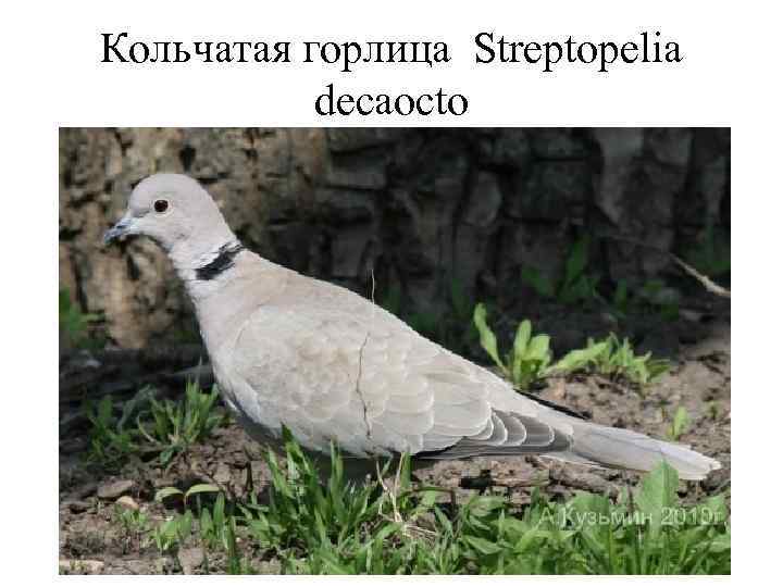 Кольчатая горлица Streptopelia   decaocto 