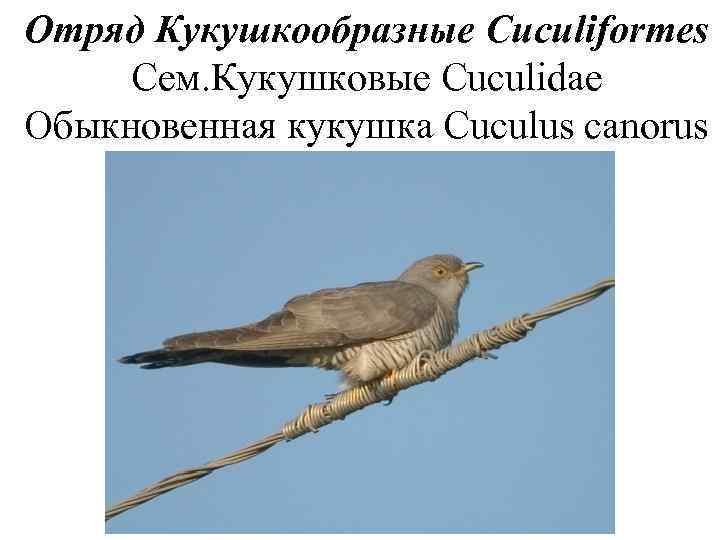 Отряд Кукушкообразные Cuculiformes Сем. Кукушковые Cuculidae Обыкновенная кукушка Cuculus canorus 