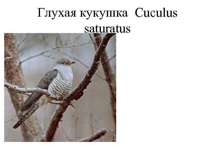 Глухая кукушка Cuculus   saturatus 