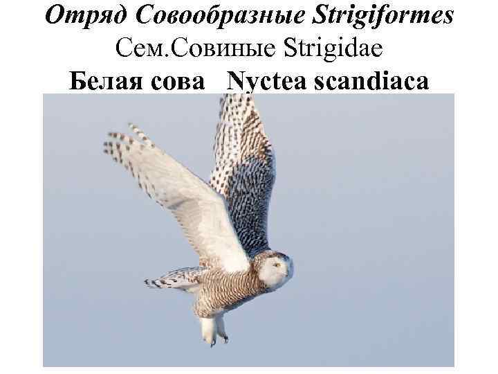 Отряд Совообразные Strigiformes Сем. Совиные Strigidae Белая сова Nyctea scandiaca 