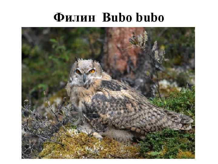 Филин Bubo bubo 