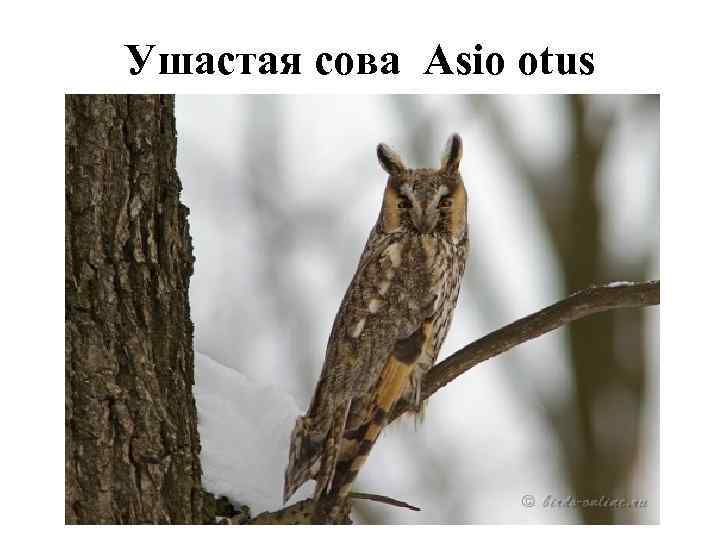 Ушастая сова Asio otus 