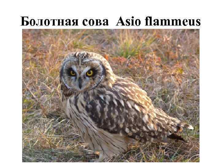 Болотная сова Asio flammeus 