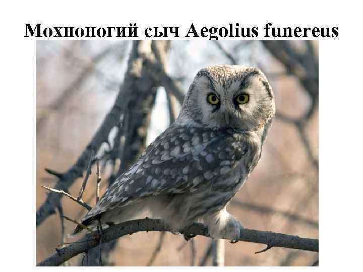 Мохноногий сыч Aegolius funereus 