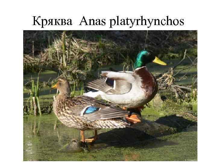 Кряква Anas platyrhynchos 