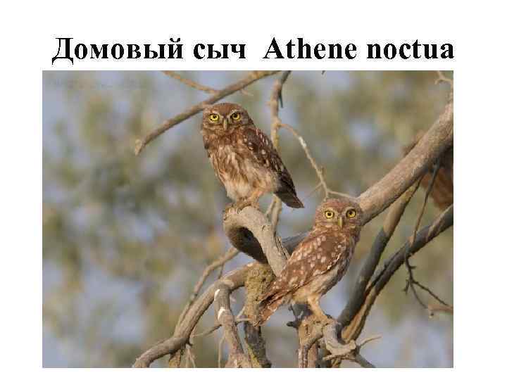 Домовый сыч Athene noctua 