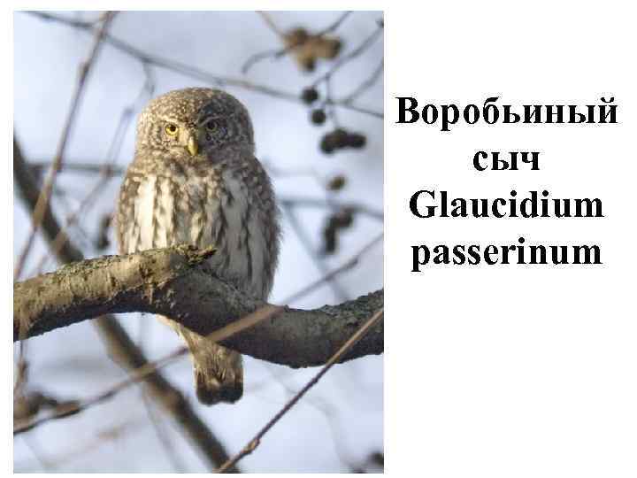 Воробьиный сыч Glaucidium passerinum 