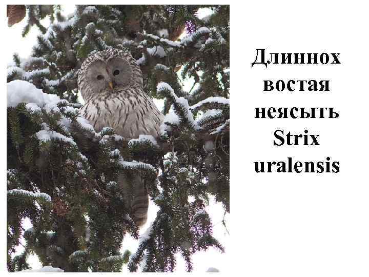 Длиннох востая неясыть  Strix uralensis 