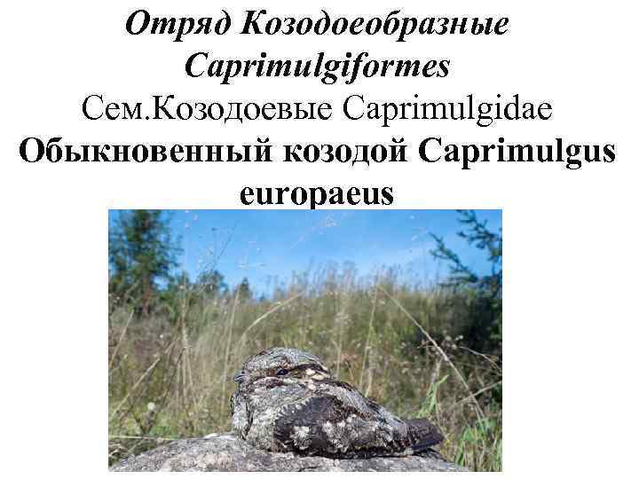  Отряд Козодоеобразные   Caprimulgiformes  Сем. Козодоевые Caprimulgidae Обыкновенный козодой Caprimulgus 