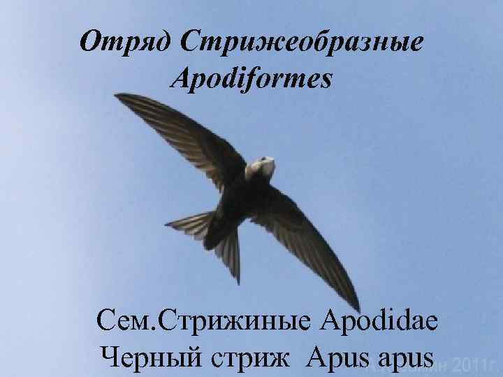Отряд Стрижеобразные Apodiformes Сем. Стрижиные Apodidae Черный стриж Apus apus 