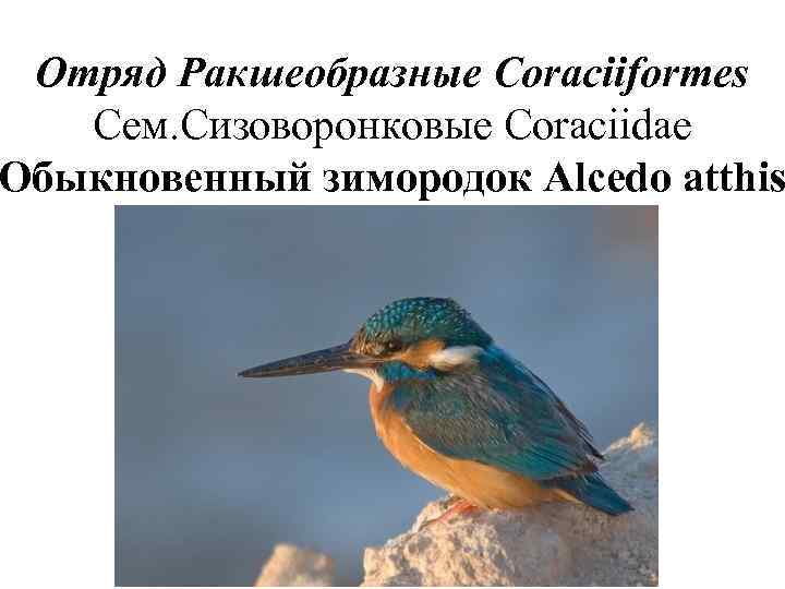  Отряд Ракшеобразные Coraciiformes  Сем. Сизоворонковые Coraciidae Обыкновенный зимородок Alcedo atthis 