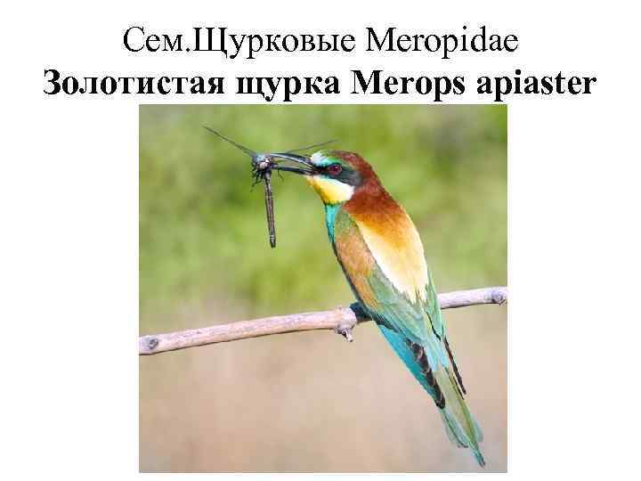   Сем. Щурковые Meropidae Золотистая щурка Merops apiaster 
