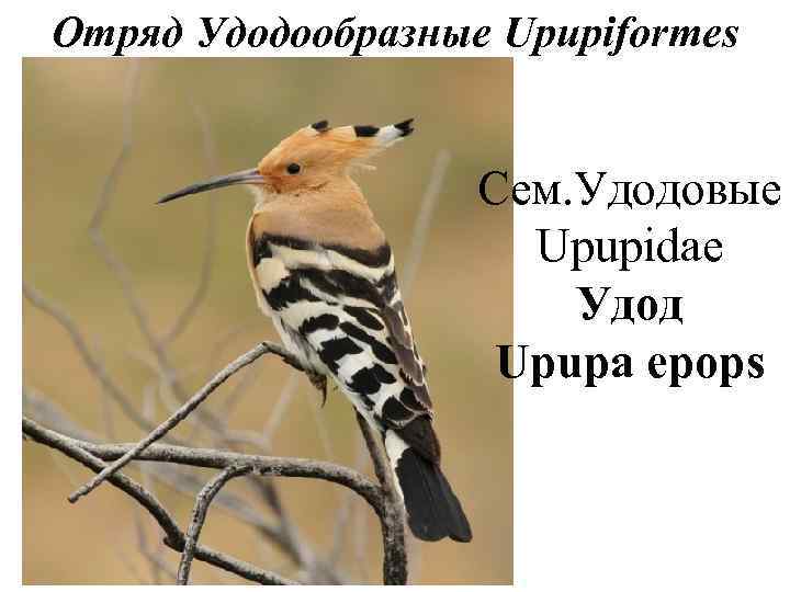 Отряд Удодообразные Upupiformes     Сем. Удодовые    Upupidae 