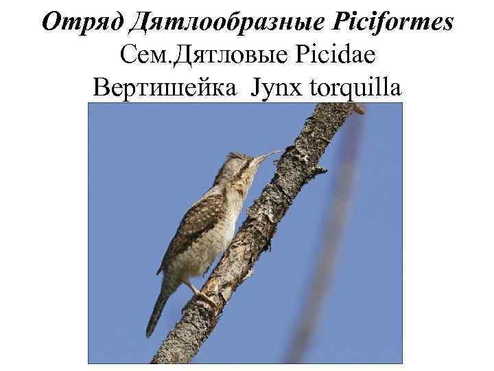 Отряд Дятлообразные Piciformes Сем. Дятловые Picidae  Вертишейка Jynx torquilla 