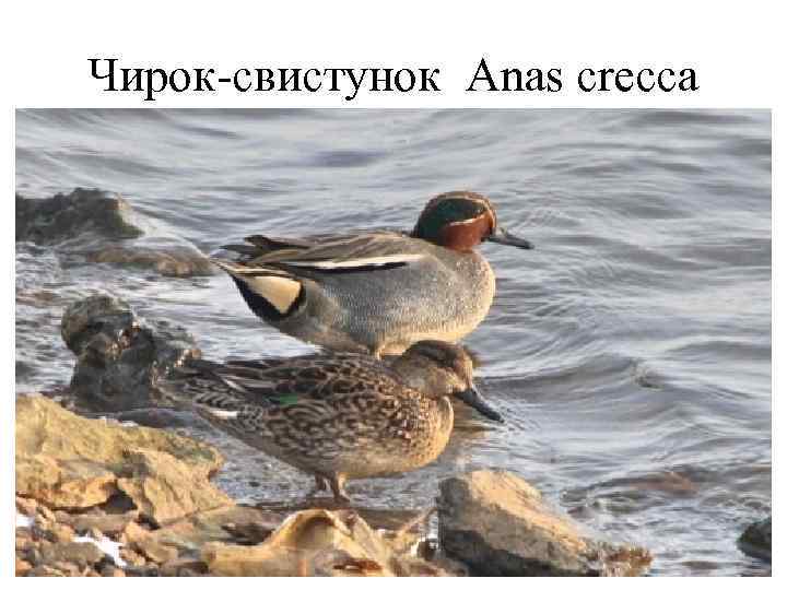 Чирок-свистунок Anas crecca 