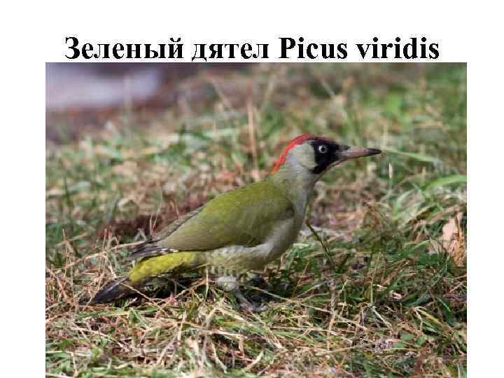 Зеленый дятел Picus viridis 